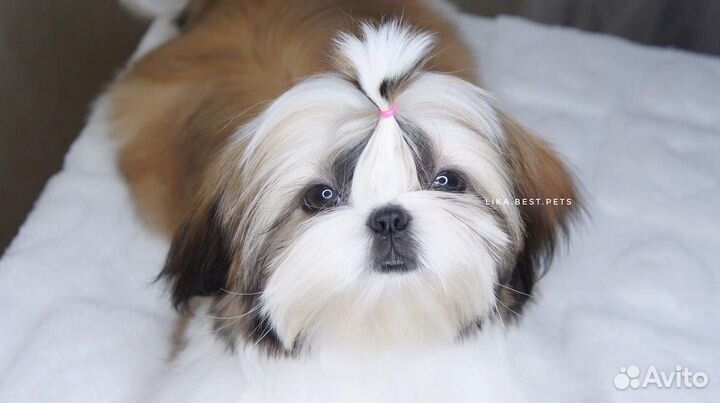 Кукольная девочка ши-тцу РКФ