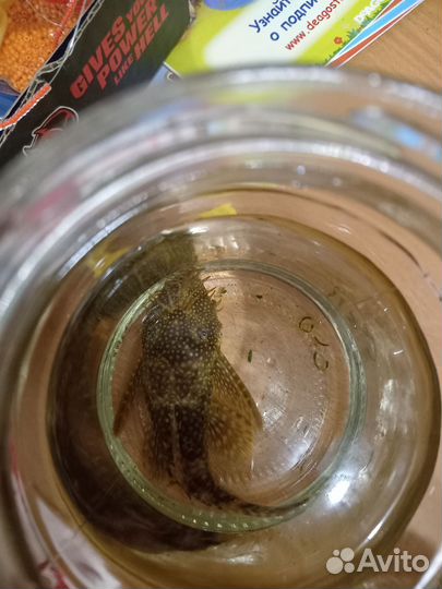 Сомики анциструсы