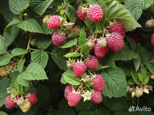 Саженцы малины