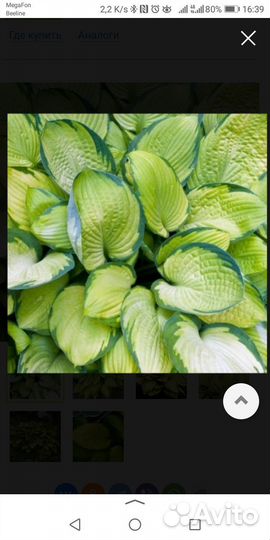 Хоста голд стандарт, золотой стандарт