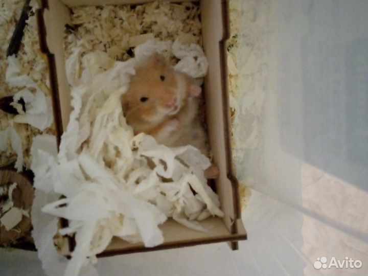 Хомяки с контейнерами