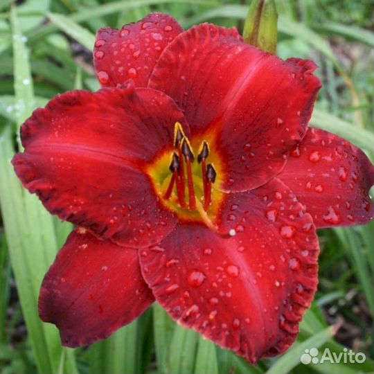 Лилейники Чикаго Апачи