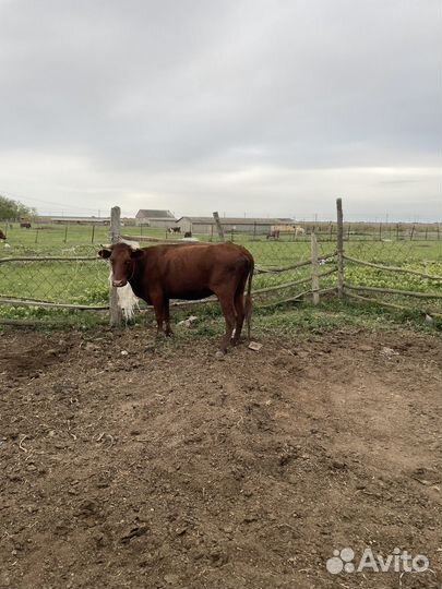 Корова дойная