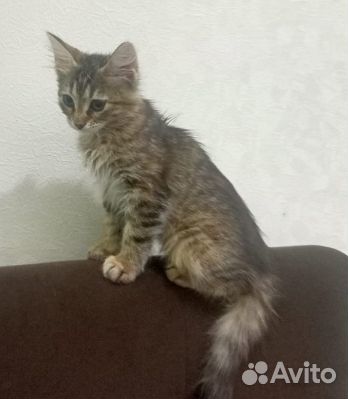 Отдам котёнка в хорошие руки