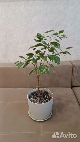 Фикус бенджамина