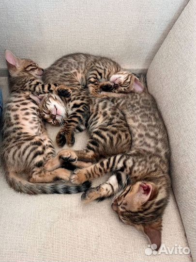 Бенгальские котята