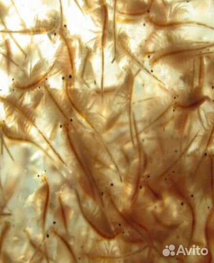 Артемия декапсулированная и не только