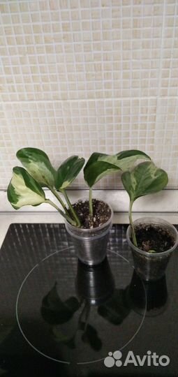 Сциндапсусы эпипремнумы