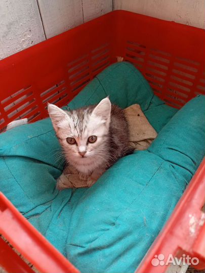 Кошки в добрые руки