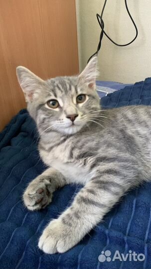 Кот в добрые руки