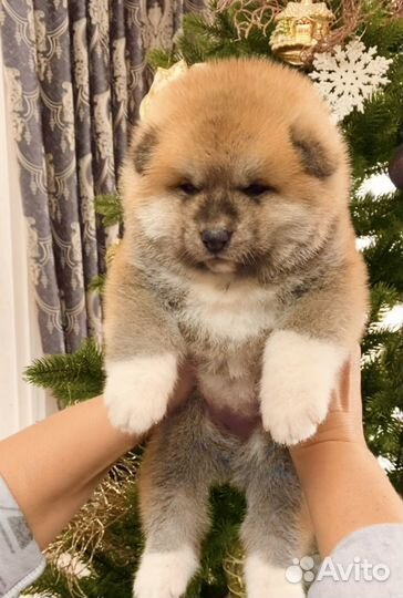 Шикарный мальчик акита ину тигровый окрас