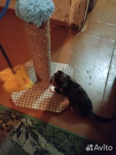 Когтеточка