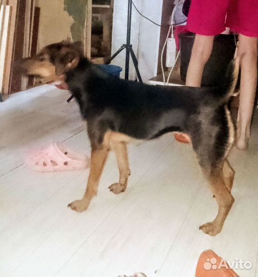 Щенки ягдтерьера