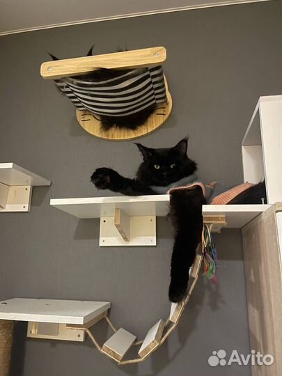 Котят мейн-кун