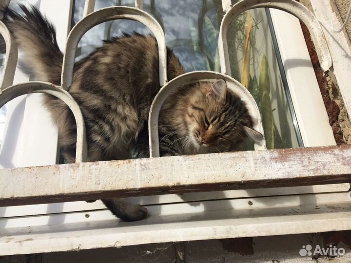 Котик мурлыка, ласкун в добрые руки