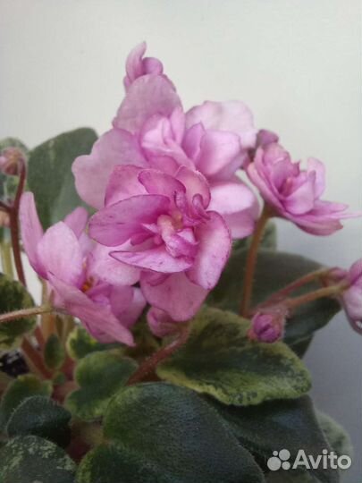 Фиалка сортовая Rob's Cool Fruit и неизвестная