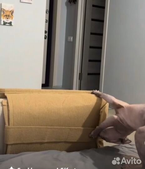 Когтеточка