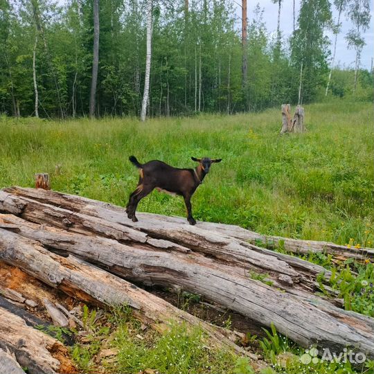 Чешский козлик