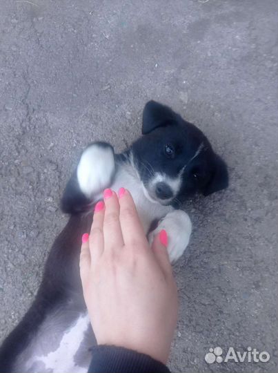 Собака в добрые руки щенок