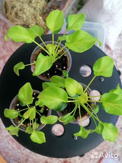 Филодендрон ксанаду вариегатный