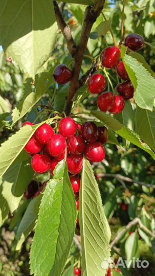 Черешня самосбором