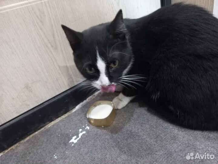 Котики бесплатно в добрые руки