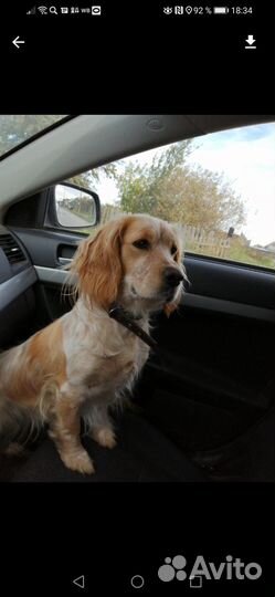 Русский спаниель