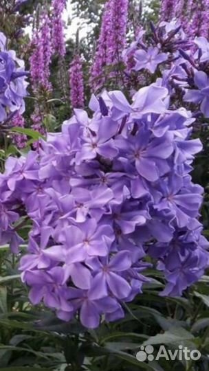 Флокс Гордость России