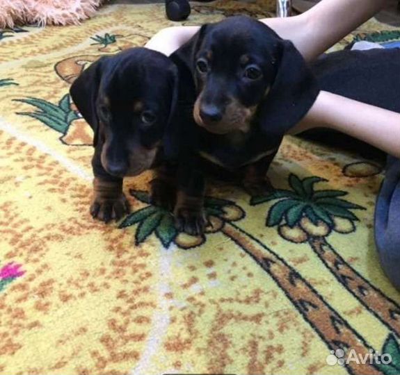 Таксы щенки стандарт есть мини