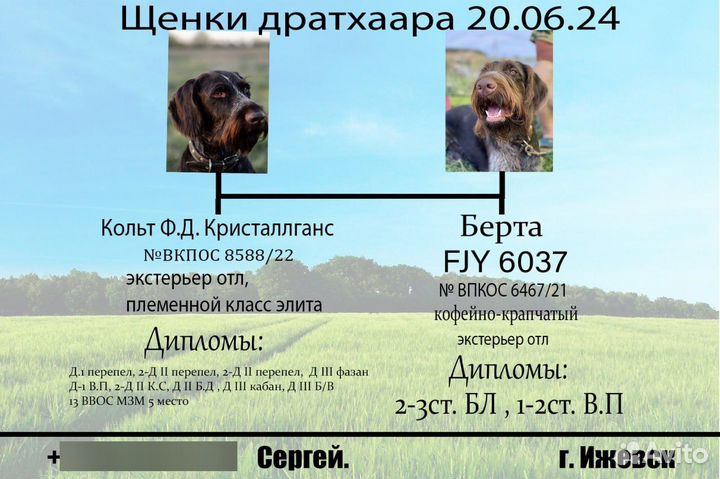 Щенки немецкой породы Дратхаар