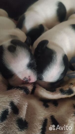 Собаки щенки французский бульдог