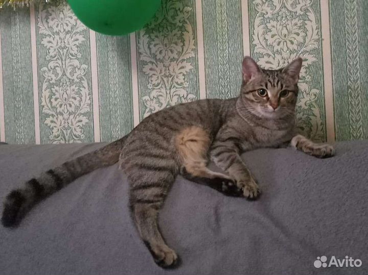 Кошка