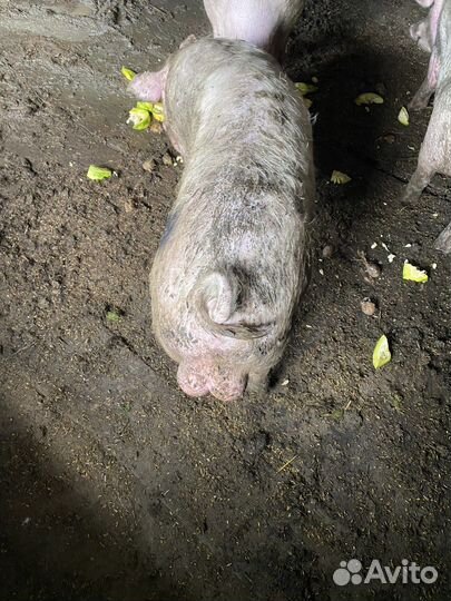 Продам хряка