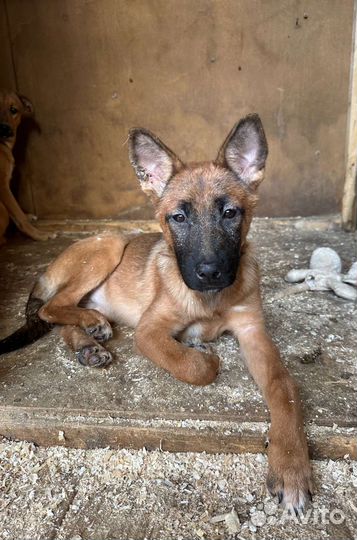 Щенок метис малинуа в добрые руки