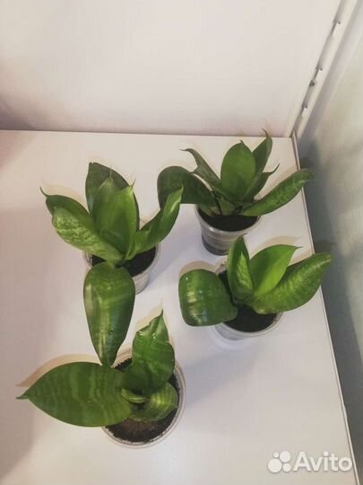 Сансевиерия