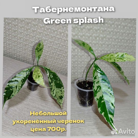 Табернемонтаны несколько видов