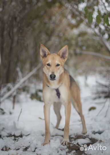 Эдвард ищет дом