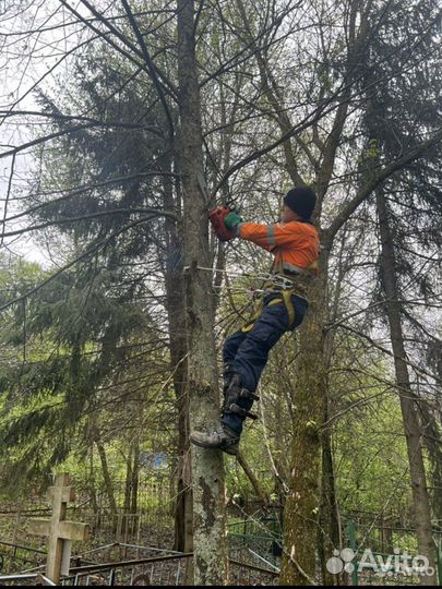 Спил аварийных деревьев