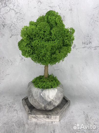 Дерево из стабилизированного мха