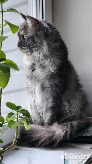 Кот для вязки