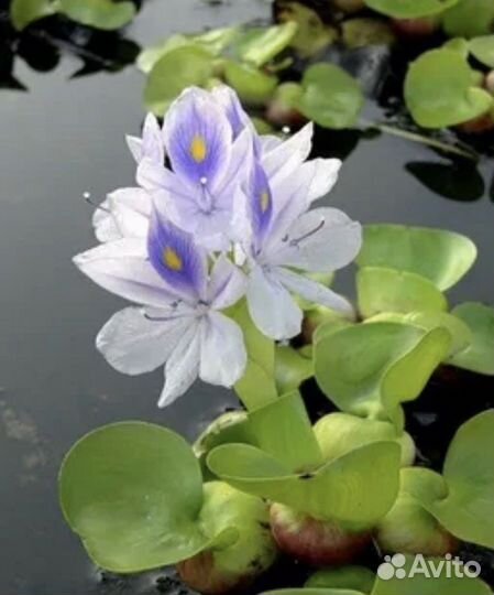 Растения для пруда нимфеи,гиацинты,водная эйхорния