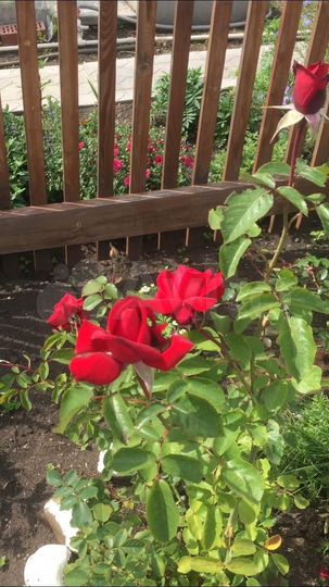 Участок 6 сот. (СНТ, ДНП)