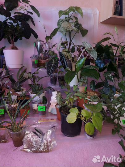 Излишки коллекции (комнатные растения)