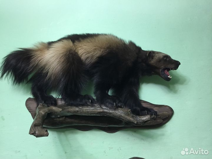 Чучело Росомахи