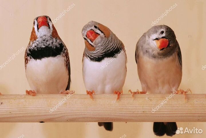 Зебровые амадинчики