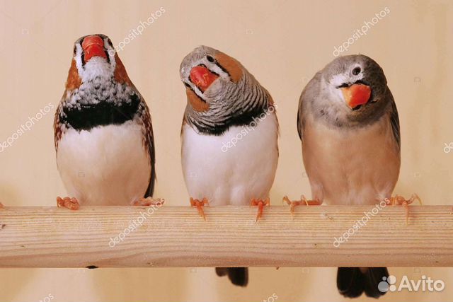 Зебровые амадинчики