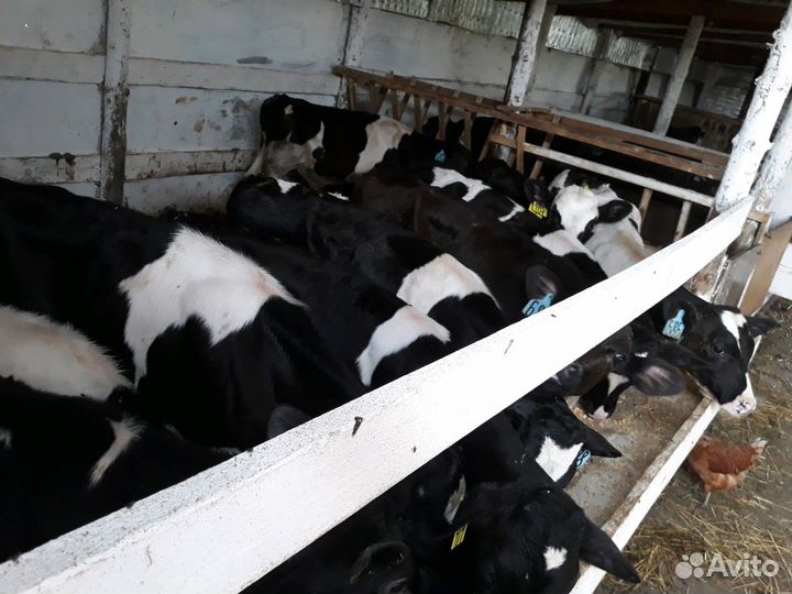 Бычки черно-рябые для откорма