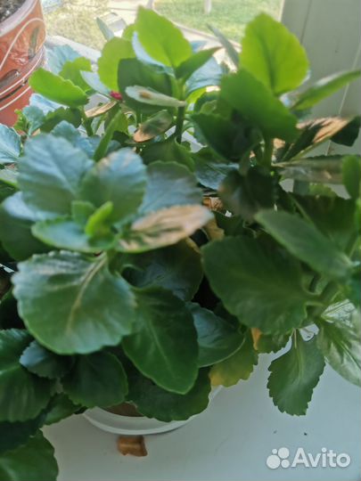 Комнатные цветы каланхоэ