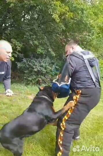 Кинолог, специалист по поведению собак с выездом