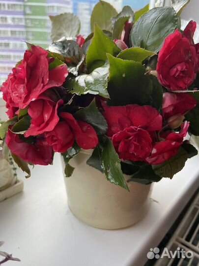 Бальзамин махровый